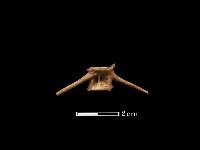 藏品(魚骨)的圖片