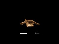 藏品(魚骨)的圖片