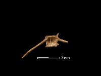 藏品(魚骨)的圖片