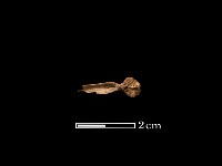 藏品(魚骨)的圖片