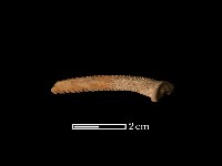 藏品(魚骨)的圖片