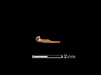 藏品(魚骨)的圖片