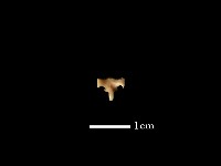 藏品(魚骨)的圖片