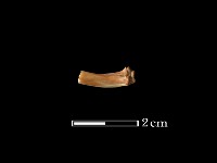 藏品(魚骨)的圖片