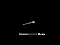 藏品(老鼠)的圖片