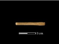 藏品(魚骨)的圖片