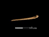 藏品(魚骨)的圖片