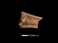 藏品(肢骨殘件)的圖片