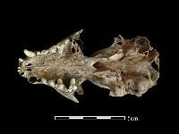 藏品(食蟹?骨)的圖片