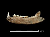 藏品(食蟹?骨)的圖片