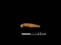 藏品(魚骨)的圖片