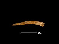 藏品(魚骨)的圖片