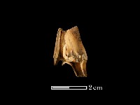 藏品(鹿骨)的圖片