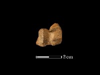 藏品(鹿骨)的圖片