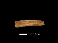 藏品(鹿骨)的圖片