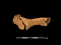 藏品(鹿骨)的圖片