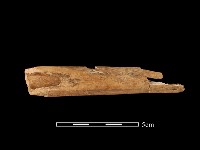 藏品(鹿骨)的圖片