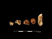 藏品(豬骨)的圖片