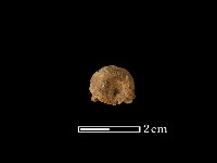 藏品(豬骨)的圖片