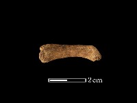 藏品(豬骨)的圖片