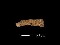 藏品(豬骨)的圖片