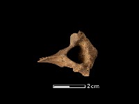 藏品(羌骨)的圖片