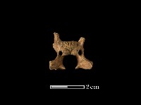 藏品(羌骨)的圖片