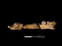 藏品(獾骨)的圖片