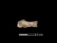 藏品(獾骨)的圖片