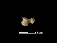 藏品(獾骨)的圖片