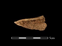 藏品(帶加工痕肢骨)的圖片