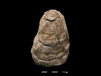 藏品(大牡蠣)的圖片