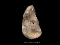 藏品(大牡蠣)的圖片