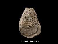 藏品(大牡蠣)的圖片