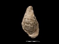 藏品(大牡蠣)的圖片