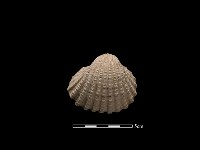 藏品(血蚶)的圖片