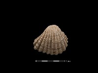 藏品(血蚶)的圖片