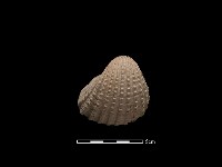 藏品(血蚶)的圖片