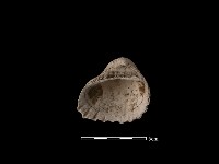 藏品(血蚶)的圖片