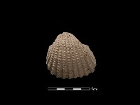 藏品(血蚶)的圖片