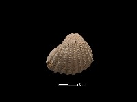 藏品(血蚶)的圖片