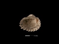 藏品(血蚶)的圖片