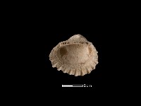 藏品(血蚶)的圖片