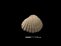 藏品(血蚶)的圖片