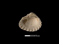 藏品(血蚶)的圖片