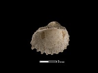 藏品(血蚶)的圖片