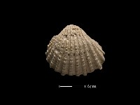 藏品(血蚶)的圖片