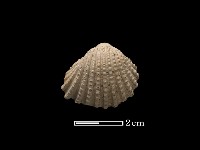 藏品(血蚶)的圖片