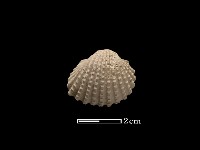 藏品(血蚶)的圖片