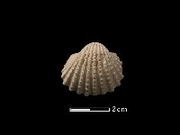 藏品(血蚶)的圖片